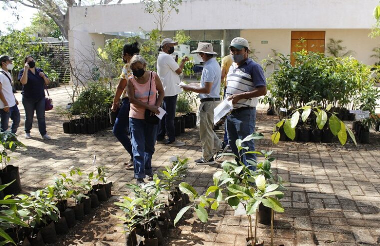 El arbolado urbano, un aliado en la disminución del calor en Mérida