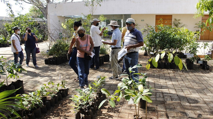 El arbolado urbano, un aliado en la disminución del calor en Mérida