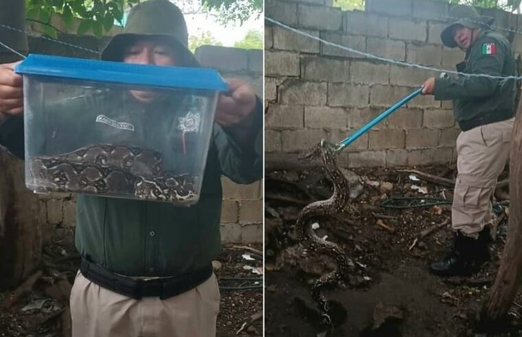 Capturan enorme boa constrictor en un patio de Kanasin