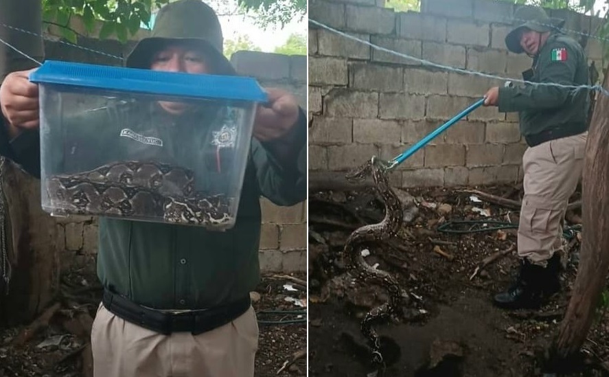 Capturan enorme boa constrictor en un patio de Kanasin