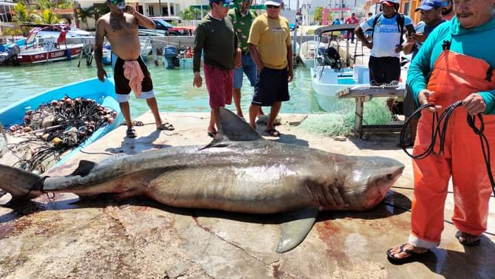 Pescador yucateco captura una tintorera de más de tres metros y 640 kilos