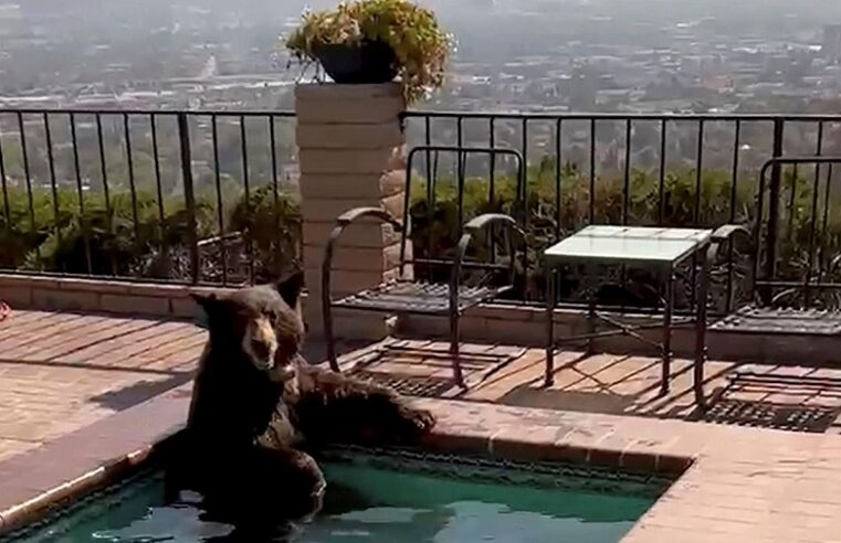 Halla un oso en el jacuzzi de su casa en California