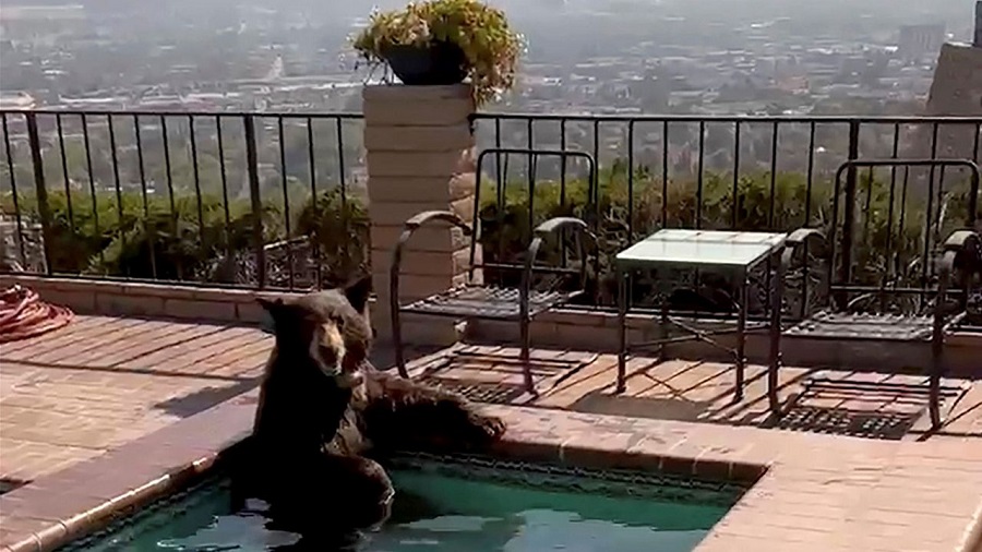 Halla un oso en el jacuzzi de su casa en California