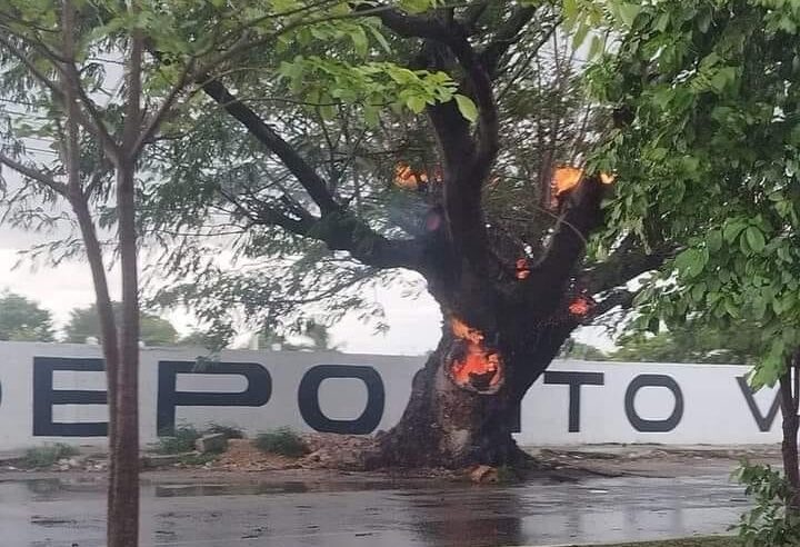 Un rayo incendia árbol en Mérida