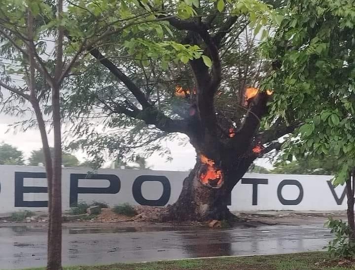 Un rayo incendia árbol en Mérida