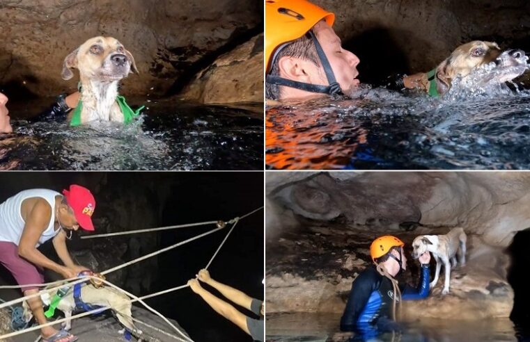 Rescatan a ‘Shakira’, una perra malix que cayó a un cenote en Tecoh