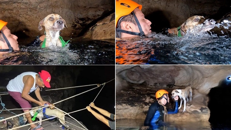 Rescatan a ‘Shakira’, una perra malix que cayó a un cenote en Tecoh