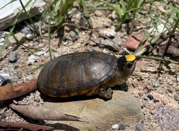 Se extingue la tortuga casquito de Puerto Vallarta, endémica de México