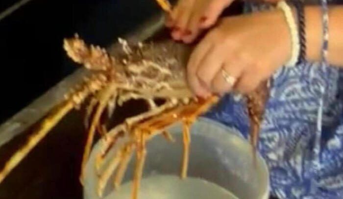 Turista compra una langosta viva en un restaurante para liberarla en el mar