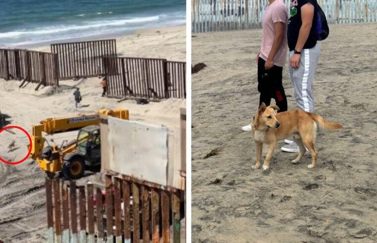 Regresa a México ‘Oso’, un perro que cruzó a Estados Unidos con unos migrantes
