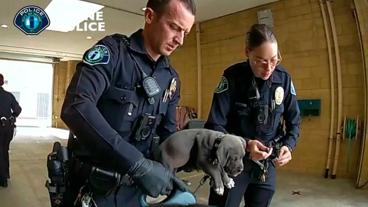 Perrito se volvió ‘adicto’ al fentanilo de sus dueños: le da una sobredosis