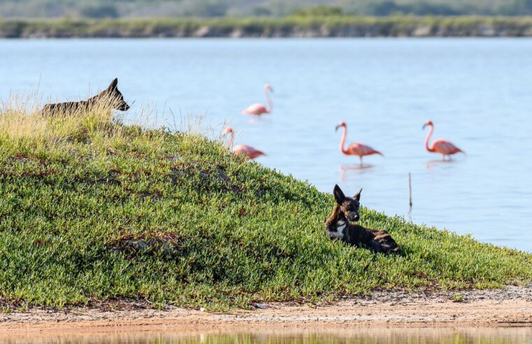 Un éxito la campaña de esterilización en El Cuyo para cuidar a los flamencos