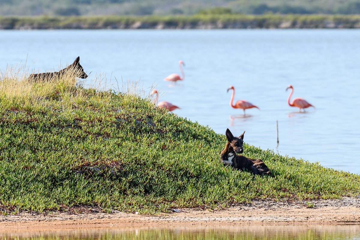 Un éxito la campaña de esterilización en El Cuyo para cuidar a los flamencos