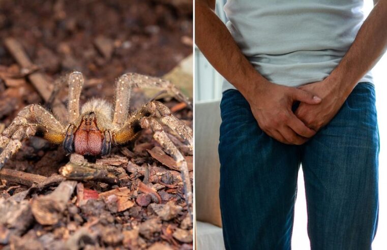 El veneno de una araña puede ser el fármaco que ayude a tratar la disfunción eréctil