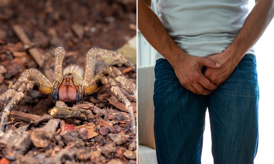 El veneno de una araña puede ser el fármaco que ayude a tratar la disfunción eréctil