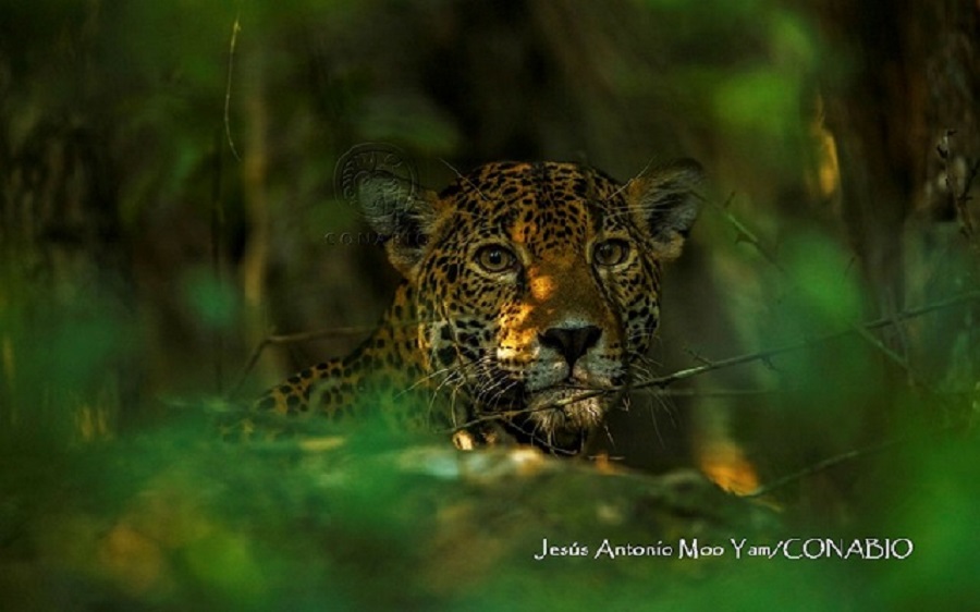 México y Latinoamérica se reúnen por primera vez para la conservación del jaguar