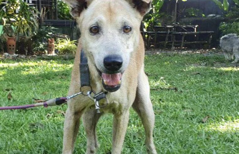 Hachiko filipino: esperó un año a su amo muerto en el hospital