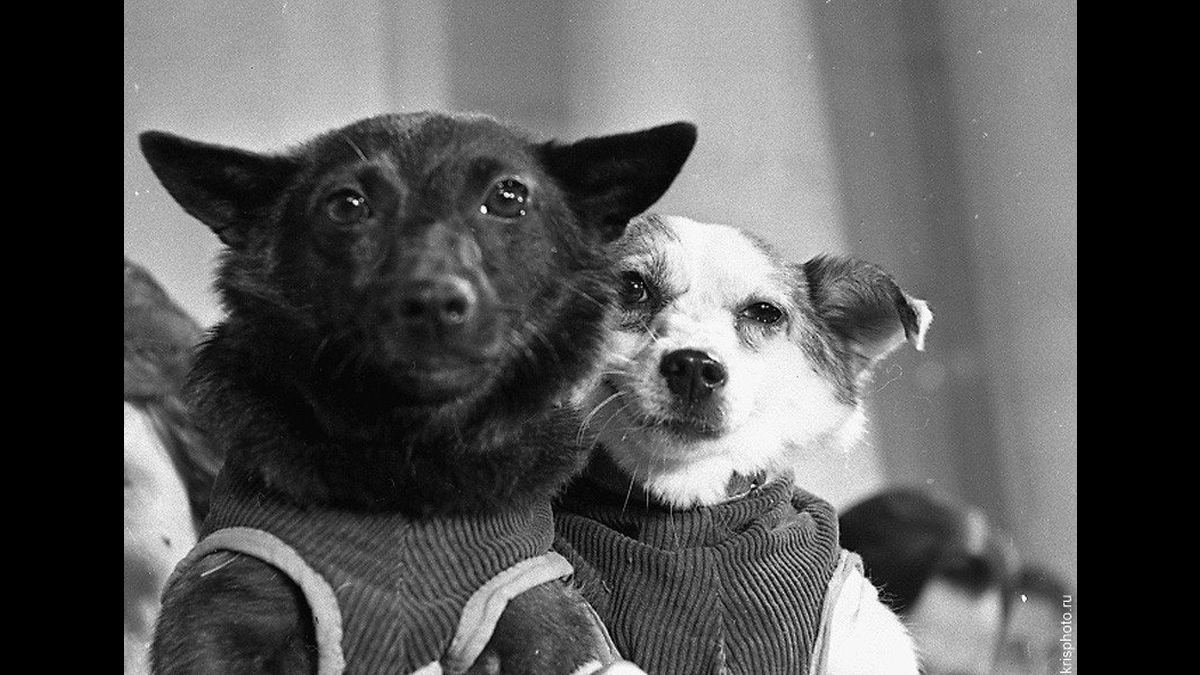 Los otros perritos que viajaron al espacio, pero no son tan famosos como Laika
