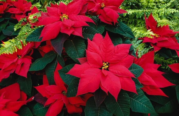 Nochebuena, la flor mexicana que es un símbolo de la Navidad