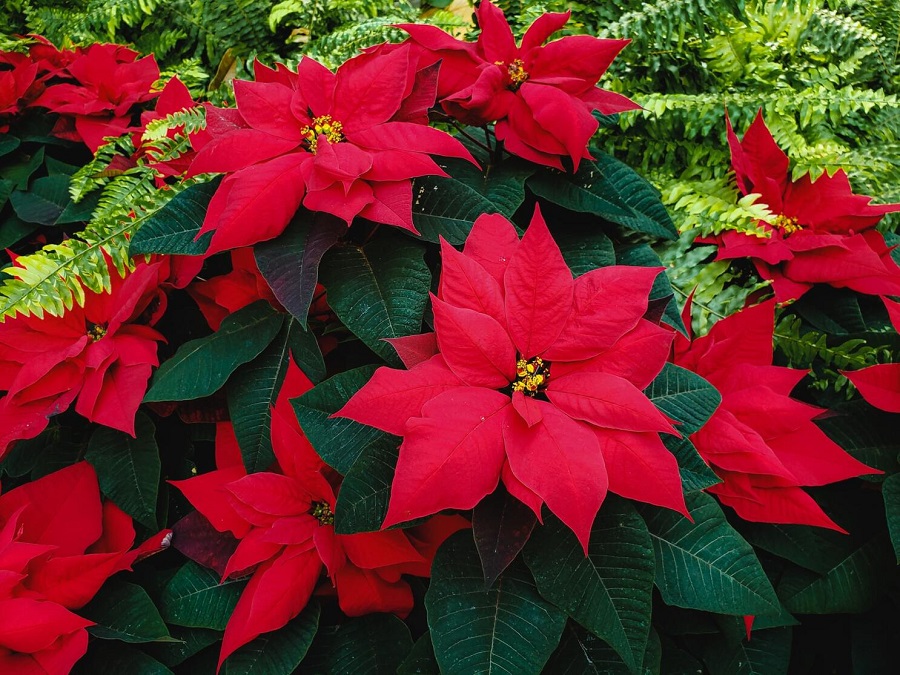 Nochebuena, la flor mexicana que es un símbolo de la Navidad