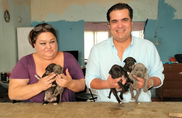 Cultur rescata a otros seis perritos en Chichén Itzá y los pone en adopción