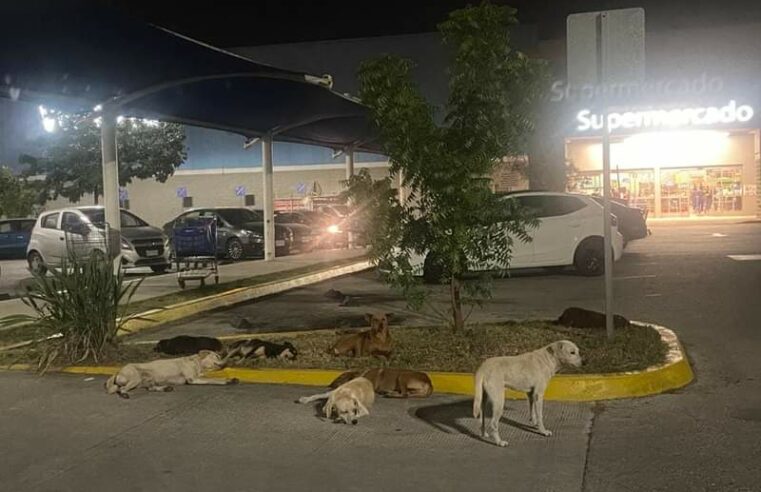 Jauría en Walmart8