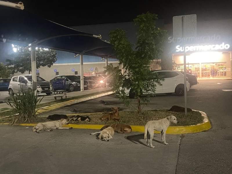 Jauría en Walmart8