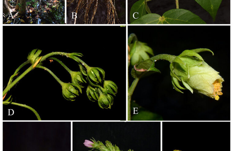 El CICY describe tres nuevas especies de planta, una endémica de Yucatán