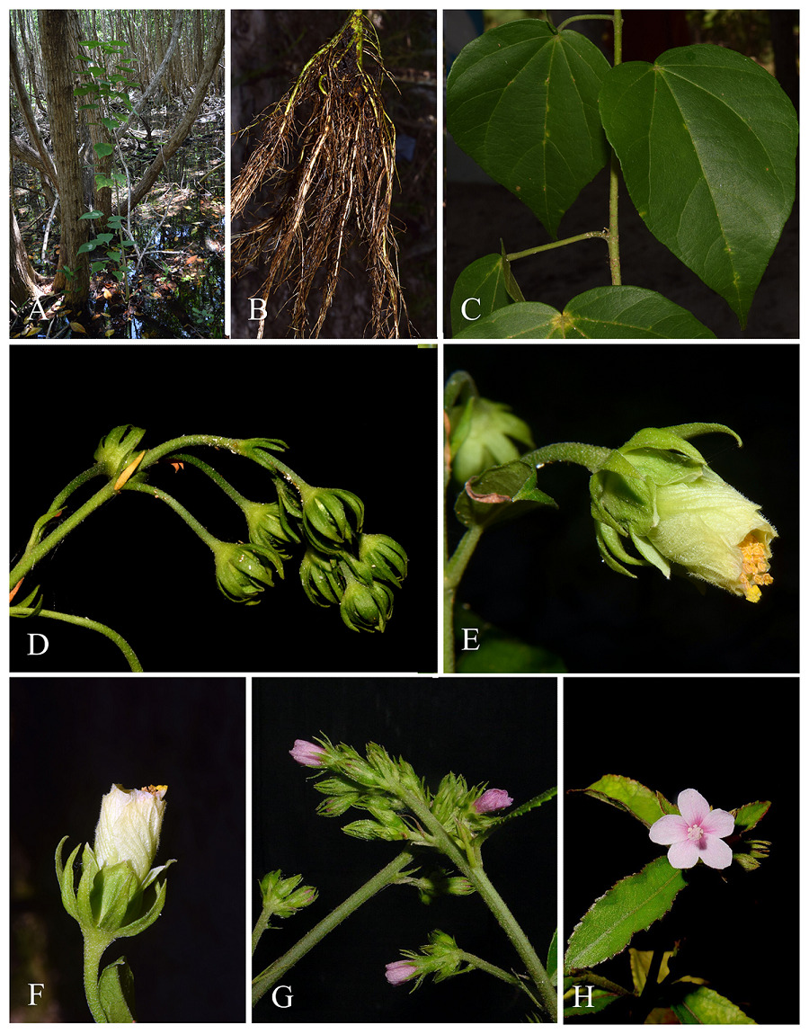 El CICY describe tres nuevas especies de planta, una endémica de Yucatán