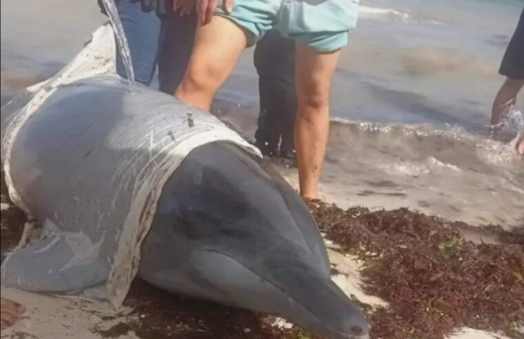 Rescatan y devuelven al mar  dos delfines en playas de Telchac Puerto