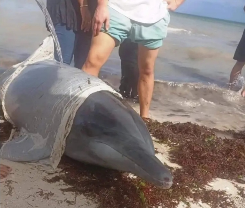 Rescatan y devuelven al mar  dos delfines en playas de Telchac Puerto