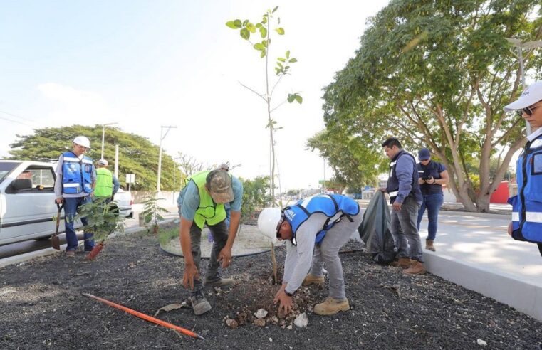 Ya se sembraron 2,000 árboles en la ruta del Ie-TRAM