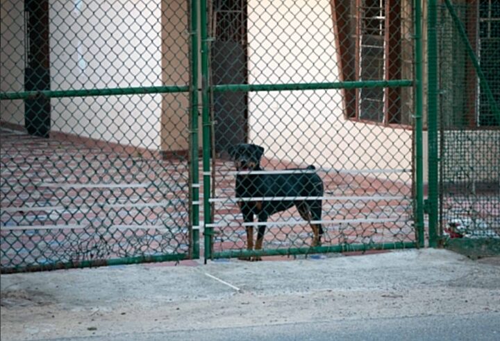 Cinco perros mataron a su dueño que entró brincando el muro tras olvidar la llave