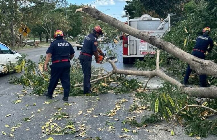 La SSP atiende emergencias por fuertes vientos