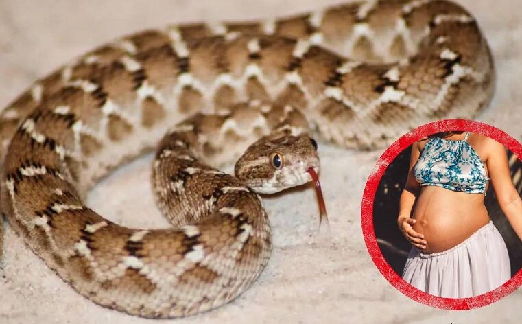 Una mujer embarazada mordida por una serpiente venenosa logró dar a luz y luego murió