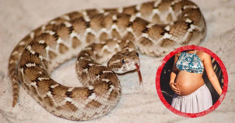 Una mujer embarazada mordida por una serpiente venenosa logró dar a luz y luego murió
