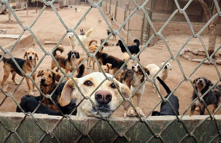 ¡Aprende Mérida! Reducen impuestos municipales para quienes adopten perros de la calle