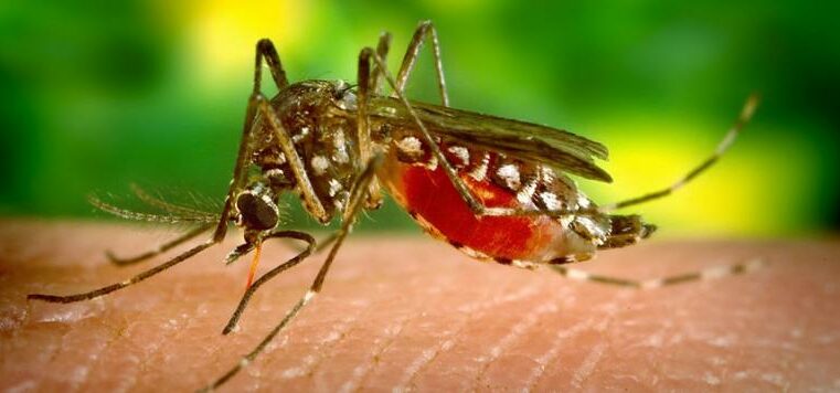 Con mosquitos «buenos» controlarán el dengue en Yucatán