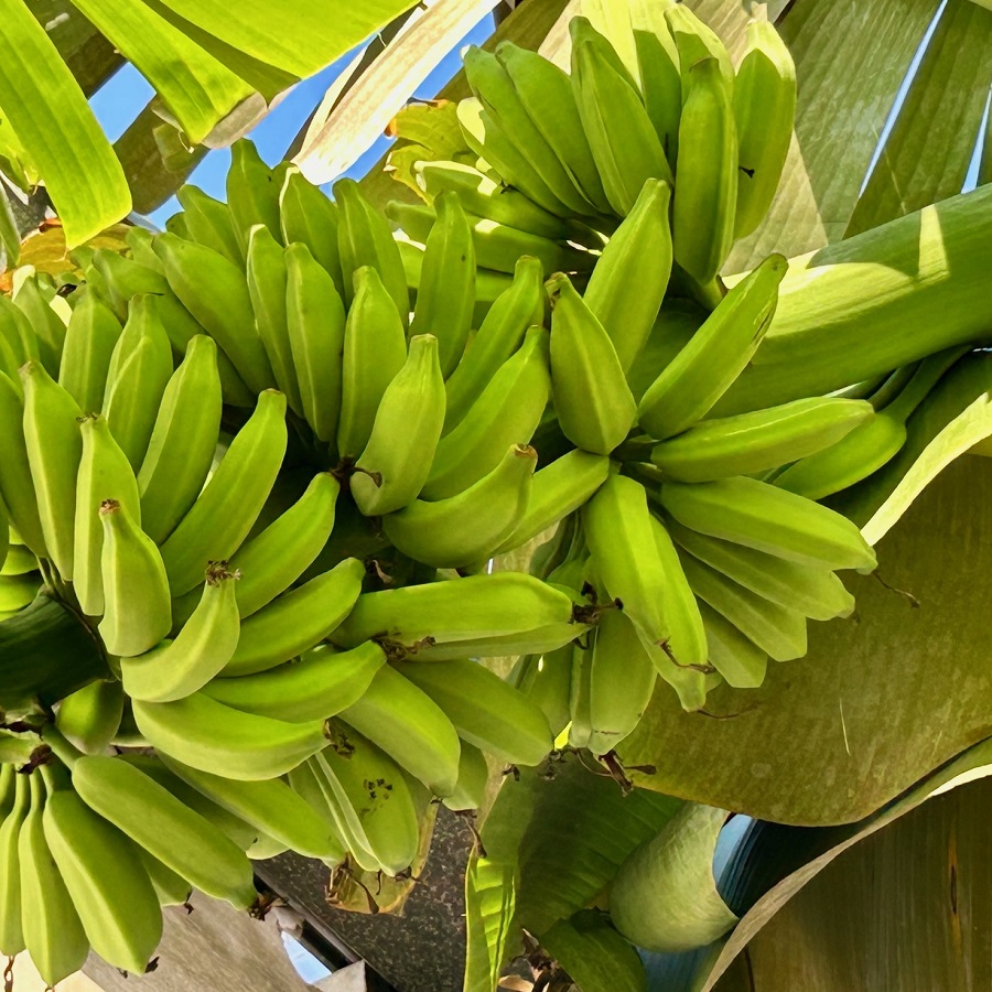 El CICY fortalece a productores de plátano de Akil frente a devastadora plaga