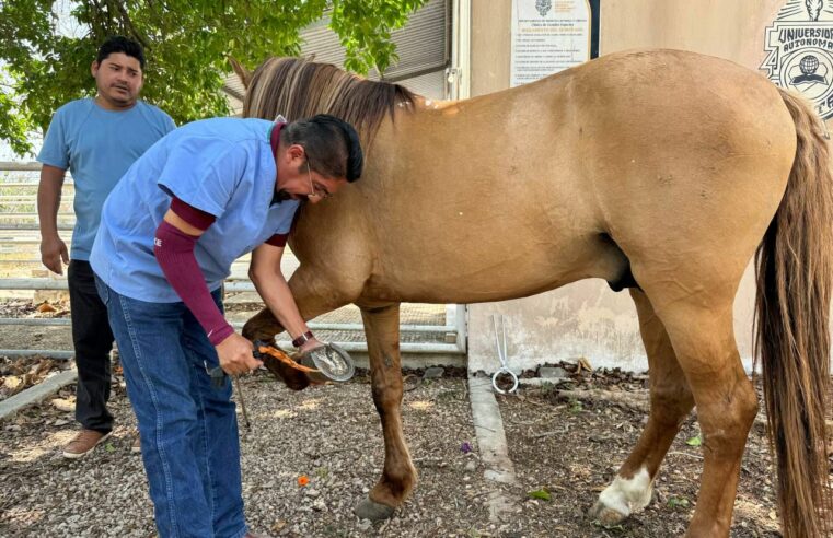 Dictaminan qué puede seguir trabajando caballo jala calesas qué se accidentó en Mérida