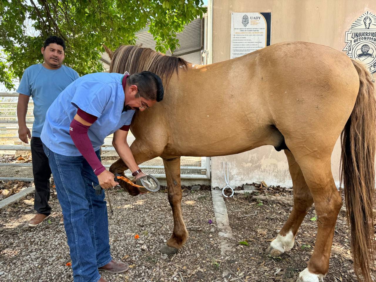 Dictaminan qué puede seguir trabajando caballo jala calesas qué se accidentó en Mérida