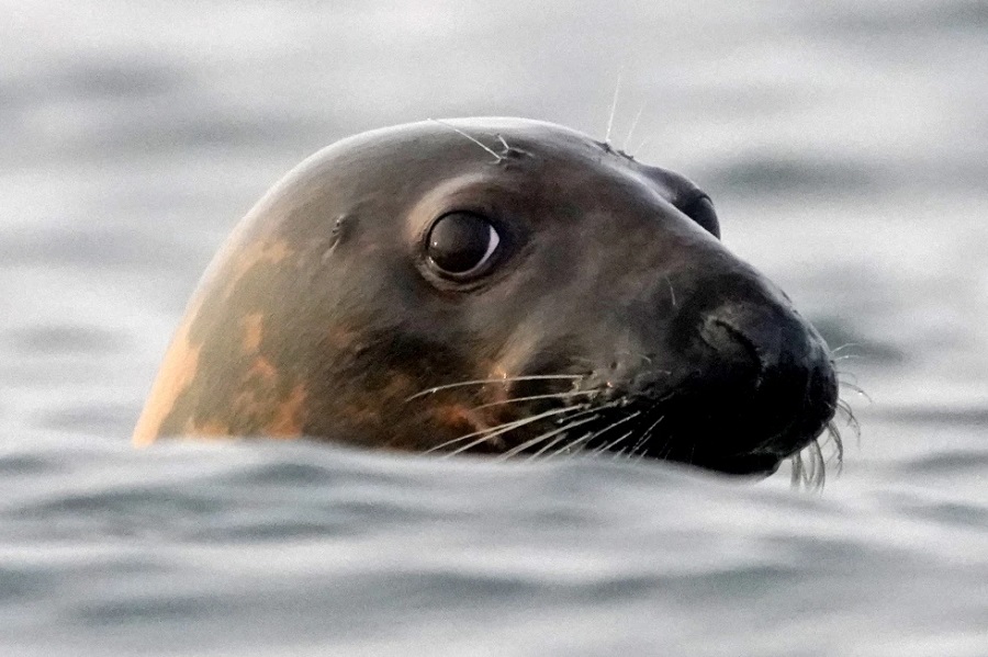 Influenza aviar diezma colonias de focas, y los científicos no saben cómo detenerla