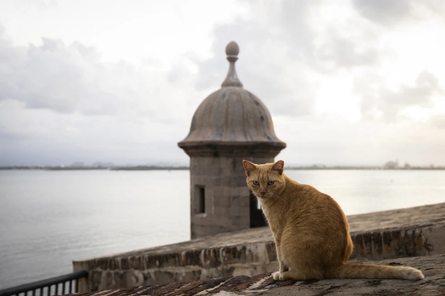 Polémico plan para retirar a los famosos gatos callejeros de una zona turística en Puerto Rico