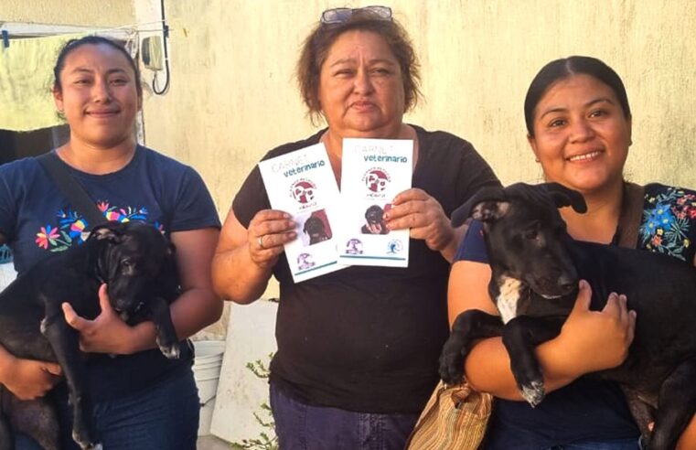 Cultur y Perpópolis dan en adopción a otros dos «Perritos sagrados» de Chichén Itzá