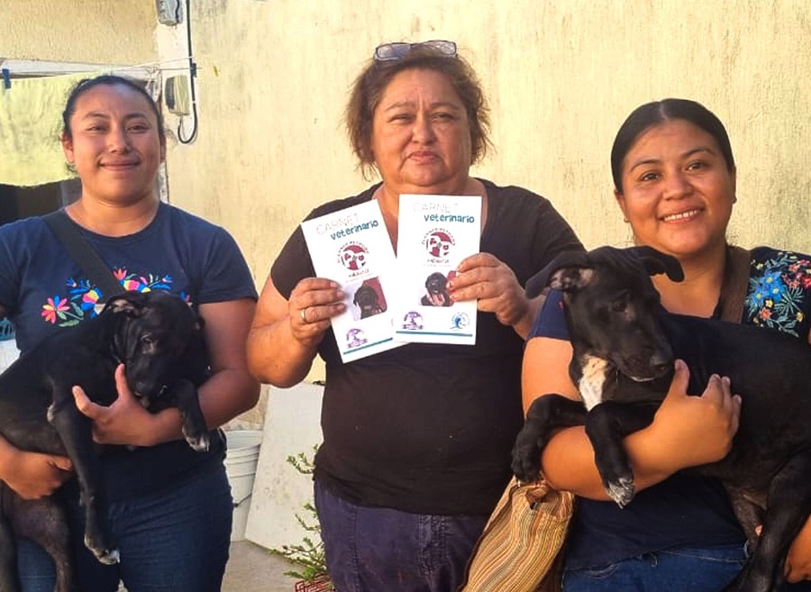 Cultur y Perpópolis dan en adopción a otros dos «Perritos sagrados» de Chichén Itzá