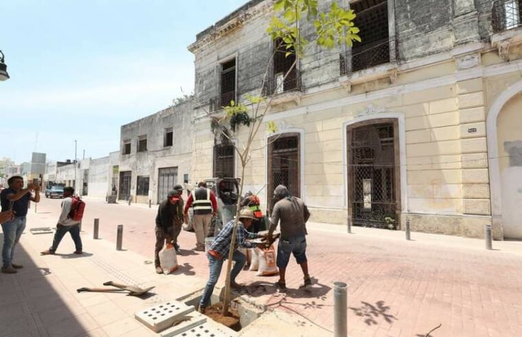 Gobierno del Estado planta árboles en el Corredor Turístico y Gastronómico