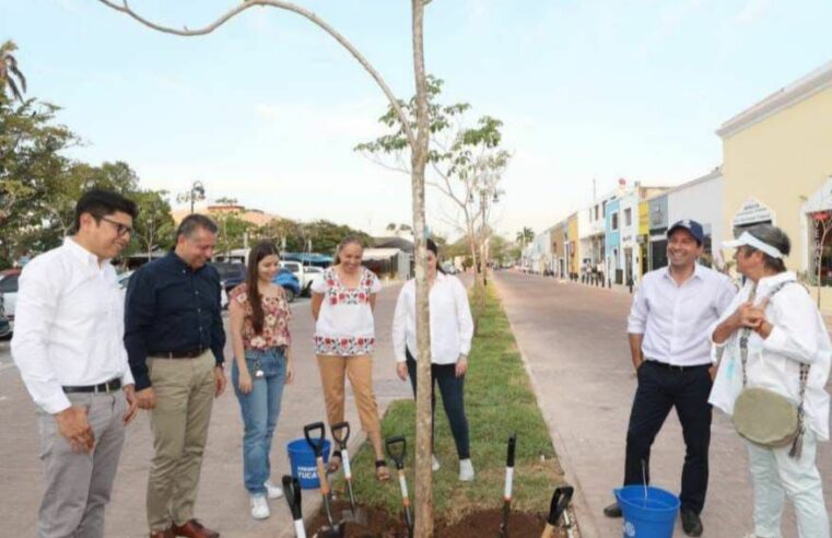 Gobierno de Yucatán llega al millón de árboles plantados