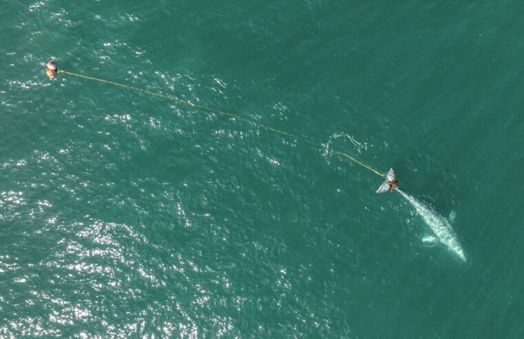 Rescatistas tras a ballena gris enredada en una red agallera en aguas del norte de California