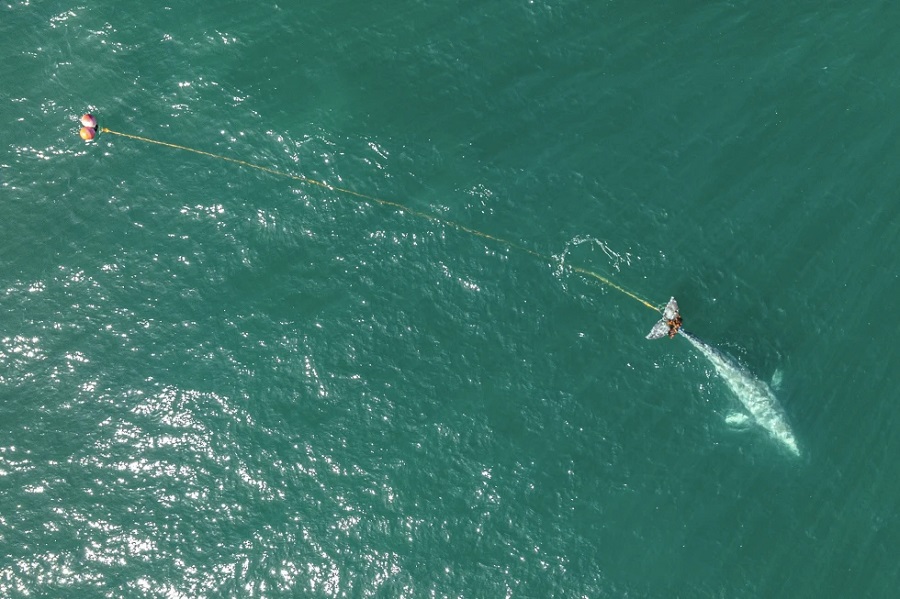 Rescatistas tras a ballena gris enredada en una red agallera en aguas del norte de California