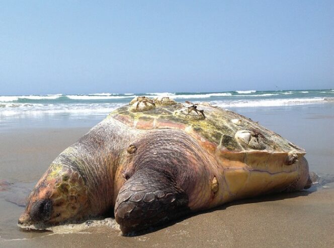 Un nuevo informe acusa a México de no proteger a las tortugas caguama